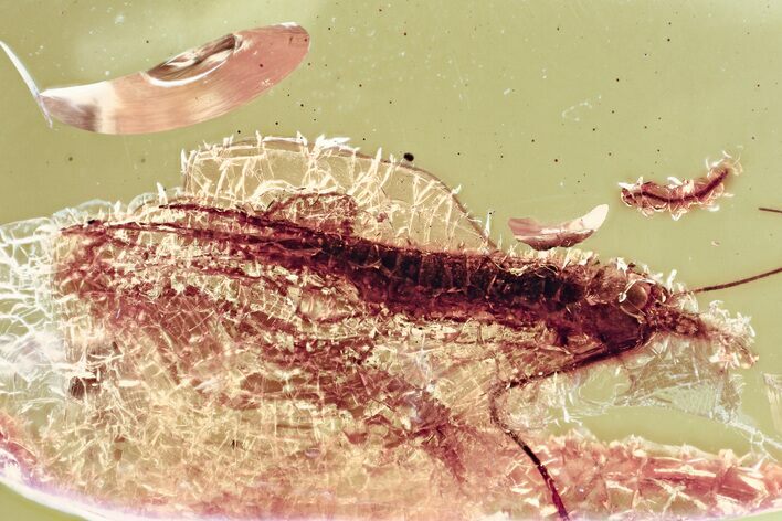 Large Fossil Bristletail (Machilidae) In Baltic Amber #357868